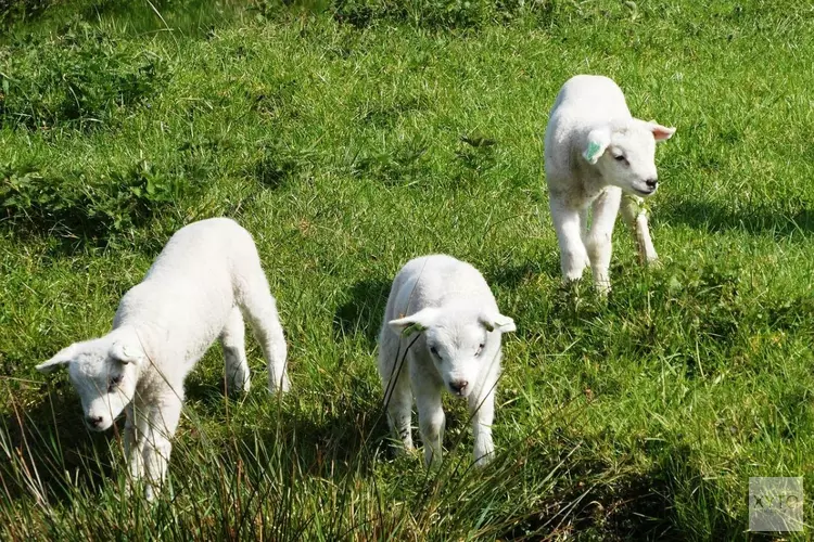 Laatste week april en Koningsdag verloopt droog en grotendeels zonnig