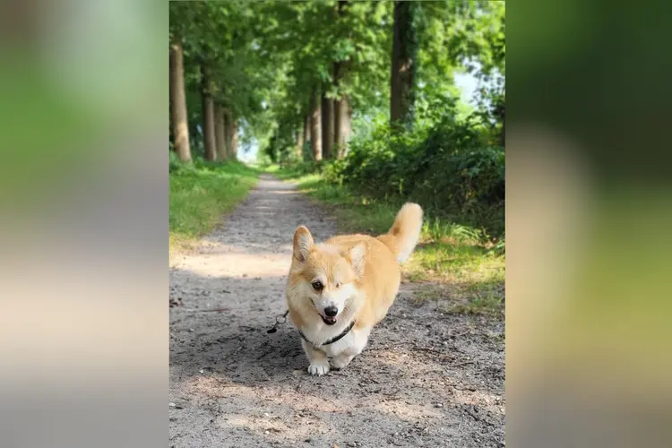 Hond Mimi heeft nu weer een keurig gebit en geen pijn